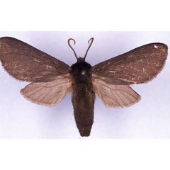 /filer/webapps/moths/media/images/B/benitensis_Metarctia_ST_CMP_03.jpg