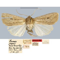 /filer/webapps/moths/media/images/A/arbia_Leucania_HT_MNHN.jpg