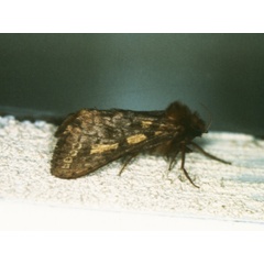 /filer/webapps/moths/media/images/S/serangota_Gorgopis_A_Roland_01.jpg