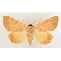 /filer/webapps/moths/media/images/P/pallida_Ctenusa_AF_TMSA_01.jpg