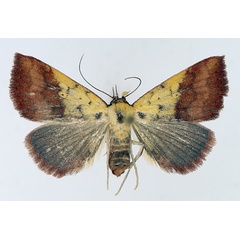 /filer/webapps/moths/media/images/D/duplicalis_Phytometra_AF_TMSA_03.jpg