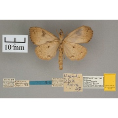 /filer/webapps/moths/media/images/N/nigroplagata_Cifuna_HT_OUMNH_02.jpg