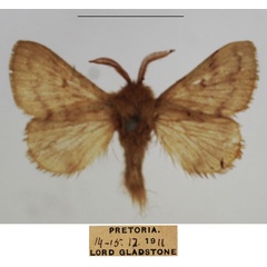 /filer/webapps/moths/media/images/J/jansei_Anadiasa_AM_TMSA_01.jpg
