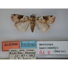 /filer/webapps/moths/media/images/B/basilewskyi_Mentaxya_AT_RMCA.jpg