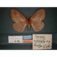 /filer/webapps/moths/media/images/A/ankaratra_Maltagorea_PT_RMCA_02.jpg