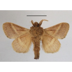 /filer/webapps/moths/media/images/C/curvilinea_Bombycopsis_PTM_MGCLb_01.JPG