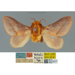 /filer/webapps/moths/media/images/A/amica_Delorhachis_HT_MfN.jpg