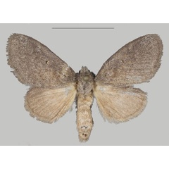 /filer/webapps/moths/media/images/S/sophia_Auripluvia_PTF_USTTB_02.jpg
