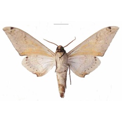 /filer/webapps/moths/media/images/A/admatha_Pseudoclanis_AM_EMEM_01b.jpg