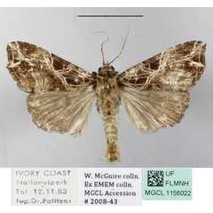 /filer/webapps/moths/media/images/M/maillardi_Callopistria_A_MGCLa_01.JPG