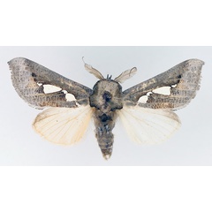 /filer/webapps/moths/media/images/B/bracteata_Antiophlebia_AM_TMSA_02.jpg