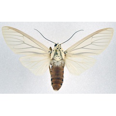 /filer/webapps/moths/media/images/B/bubo_Amerila_AF_NHMO.jpg