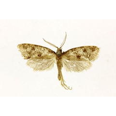 /filer/webapps/moths/media/images/I/immanis_Melasina_A_RMCA.jpg