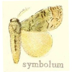 /filer/webapps/moths/media/images/S/symbolum_Dasychira_STM_Hering_21i.jpg