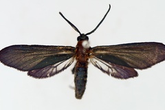 Saliunca cyanea