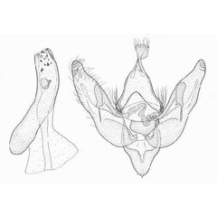 /filer/webapps/moths/media/images/A/albidior_Rhodochlaena_GMPT_TMSA.jpg
