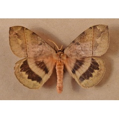 /filer/webapps/moths/media/images/E/eurymas_Jana_A_Butler.jpg