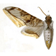 /filer/webapps/moths/media/images/G/guessfeldtii_Ambulyx_HT_Dewitz_2-1.jpg