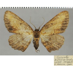 /filer/webapps/moths/media/images/P/prosciodes_Omphalucha_AF_ZSM.jpg