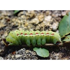 /filer/webapps/moths/media/images/H/hyperbius_Cinabra_C_Roland_01.jpg