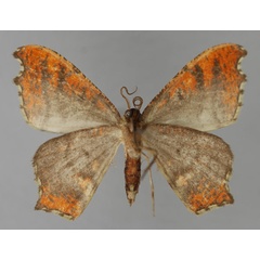 /filer/webapps/moths/media/images/T/turpisaria_Hypocoela_A_ZSM_02.jpg