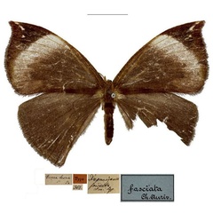 /filer/webapps/moths/media/images/F/fasciata_Drepanojana_HT_MfN.jpg