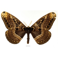 /filer/webapps/moths/media/images/A/arrogans_Dactyloceras_AM_Basquin_01.jpg