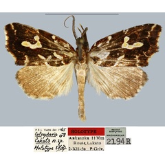 /filer/webapps/moths/media/images/L/lakato_Coelophoris_HT_MNHN.jpg