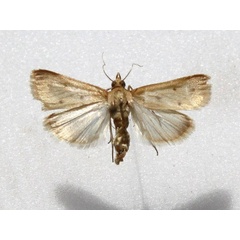 /filer/webapps/moths/media/images/N/nudalis_Achyra_A_Goff_01.jpg