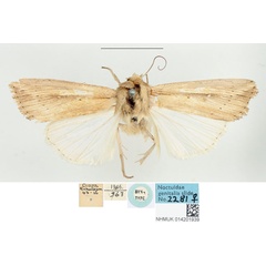 /filer/webapps/moths/media/images/C/curvula_Leucania_STF_BMNH.jpg