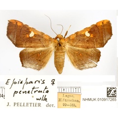 /filer/webapps/moths/media/images/P/penetrata_Episparis_AF_BMNH.jpg