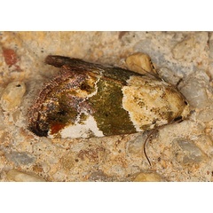 /filer/webapps/moths/media/images/W/wheeleri_Hypercodia_A_Heynsb_AZ2DQYf.jpg