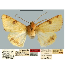 /filer/webapps/moths/media/images/I/insularis_Heliothis_HT_MNHN.jpg