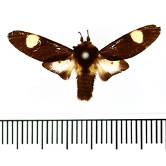 /filer/webapps/moths/media/images/O/oculita_Eccopa_AM_BMNH.jpg