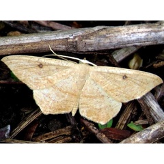 /filer/webapps/moths/media/images/F/falcata_Traminda_A_Braun.jpeg