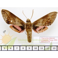 /filer/webapps/moths/media/images/D/dohertyi_strangulata_Chaerocina_HTM_SMCR_01.jpg
