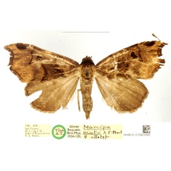 /filer/webapps/moths/media/images/A/acuta_Marcipa_AT_BMNH_whMbLN9.jpg