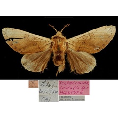 /filer/webapps/moths/media/images/C/costalis_Scalmicauda_HT_RBINSa.jpg