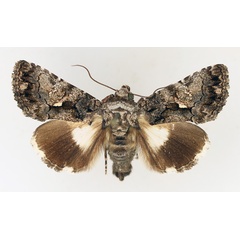 /filer/webapps/moths/media/images/I/iridocosma_Aedia_AM_TMSA_01.jpg