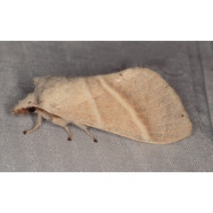 /filer/webapps/moths/media/images/P/pallida_Bombycopsis_A_Heyns_01.jpg