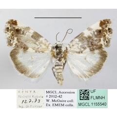 /filer/webapps/moths/media/images/A/apatelia_Emmelia_A_MGCLa_01.JPG