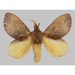 /filer/webapps/moths/media/images/N/nasuta_Rhynchobombyx_AM_ZSM.jpg