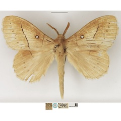 /filer/webapps/moths/media/images/S/sordida_Philotherma_STM_NHMUK.jpg