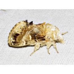 /filer/webapps/moths/media/images/M/myxa_Odontocheilopteryx_A_Braun.jpg