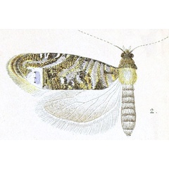 /filer/webapps/moths/media/images/M/monitrix_Eucosma_HT_Meyrick_3-2.jpg