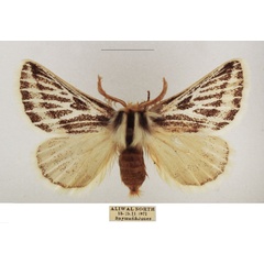 /filer/webapps/moths/media/images/P/patagiata_Rhabdosia_AM_TMSA_01.jpg