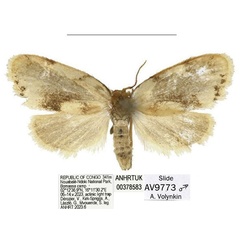 /filer/webapps/moths/media/images/B/bilobata_Spatulosia_PTM_ANHRT_02.jpg