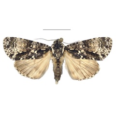 /filer/webapps/moths/media/images/I/inversa_Megalonycta_AF_MHNG.jpg