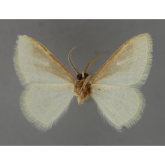 /filer/webapps/moths/media/images/M/muelleri_Acidromodes_HT_ZSM_02.jpg