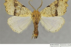 Henicovalva xera